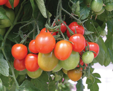 Tumbling Tom Red Tomato Seeds